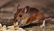 24 Hour & Emergency Exterminators in Shawboro, NC